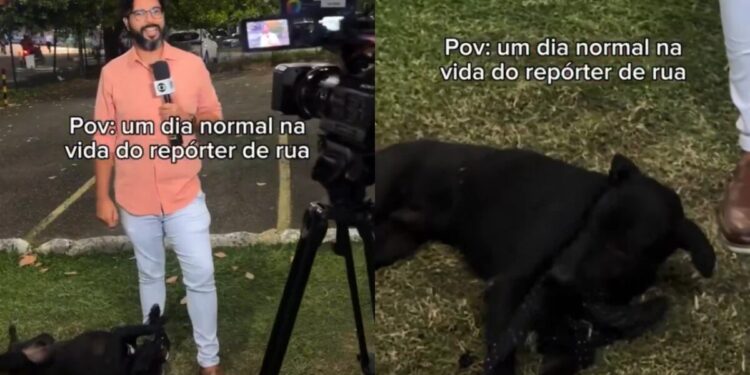 Cão que invadiu reportagem da Globo reencontra tutora um mês após desaparecer Cão que invadiu reportagem da Globo reencontra tutora um mês após desaparecer