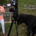 Cão que invadiu reportagem da Globo reencontra tutora um mês após desaparecer Cão que invadiu reportagem da Globo reencontra tutora um mês após desaparecer