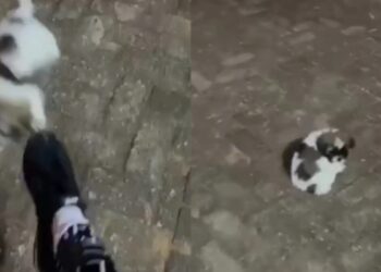 Influencer é presa após publicar vídeo chutando filhote de shih-tzu em MS Influencer é presa após publicar vídeo chutando filhote de shih-tzu em MS