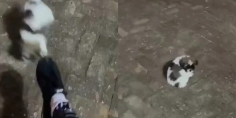 Influencer é presa após publicar vídeo chutando filhote de shih-tzu em MS Influencer é presa após publicar vídeo chutando filhote de shih-tzu em MS