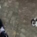 Influencer é presa após publicar vídeo chutando filhote de shih-tzu em MS Influencer é presa após publicar vídeo chutando filhote de shih-tzu em MS