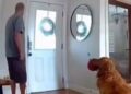 Vídeo: Golden retriever protagoniza cena inusitada após homem invadir casa nos EUA Vídeo: Golden retriever protagoniza cena inusitada após homem invadir casa nos EUA
