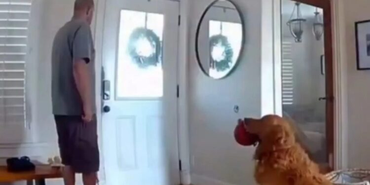 Vídeo: Golden retriever protagoniza cena inusitada após homem invadir casa nos EUA Vídeo: Golden retriever protagoniza cena inusitada após homem invadir casa nos EUA